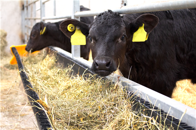 JFC CFT-375 Corri-Feed Troughs - 110 Litre