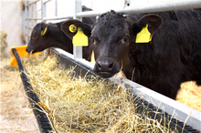 JFC CFT-375 Corri-Feed Troughs - 110 Litre