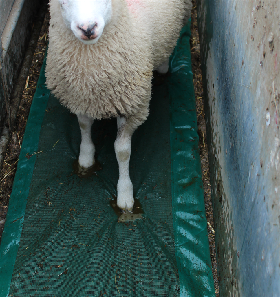 JFC FBF01 Foot bath Foam for Sheep