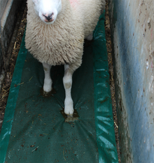 JFC FBF01 Foot bath Foam for Sheep