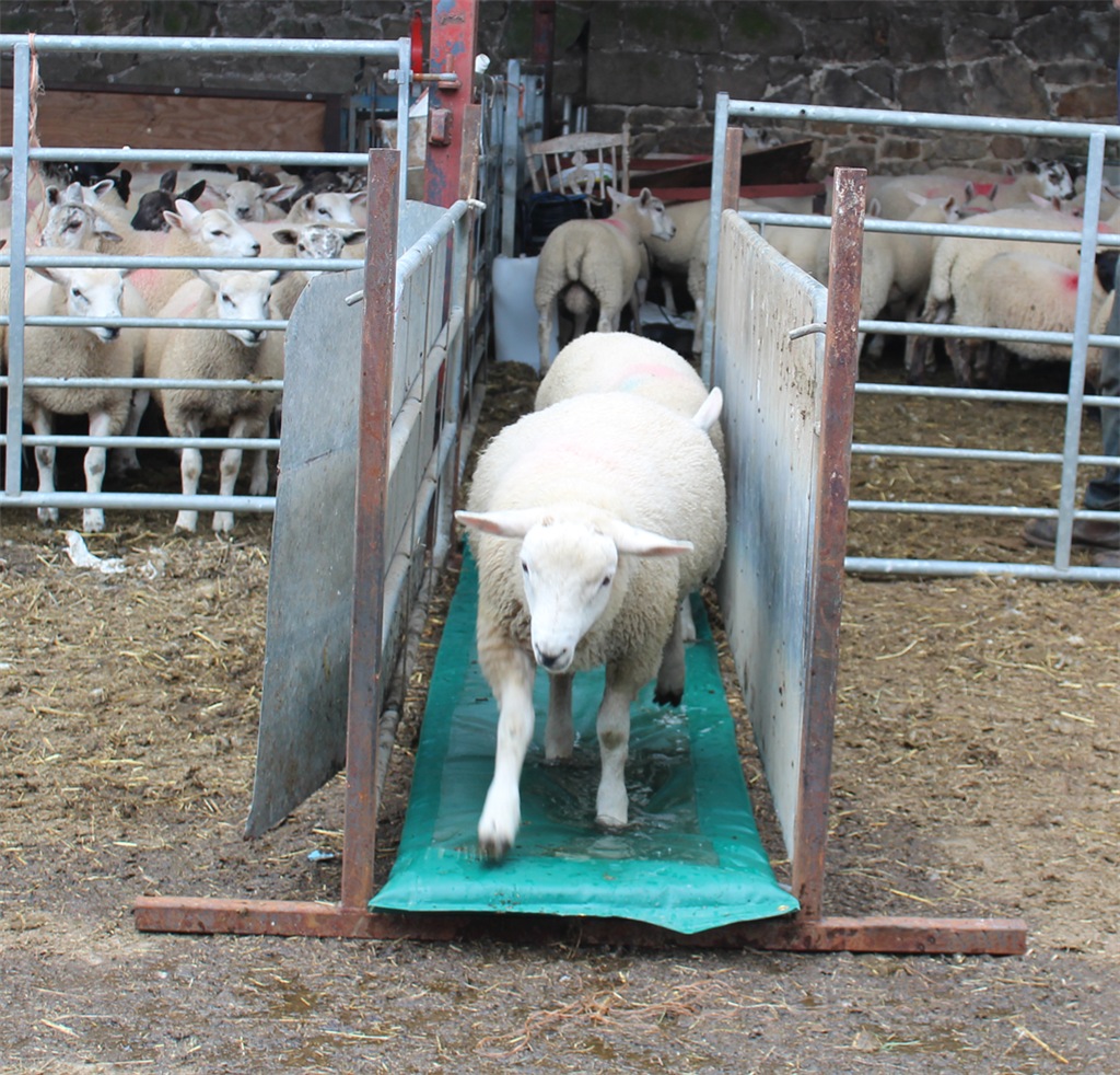 JFC FBF01 Foot bath Foam for Sheep