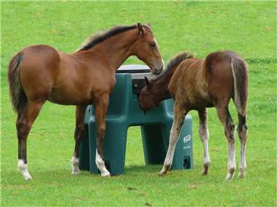 JFC AGRI Equine Ringfort Foal Feeder FCF01